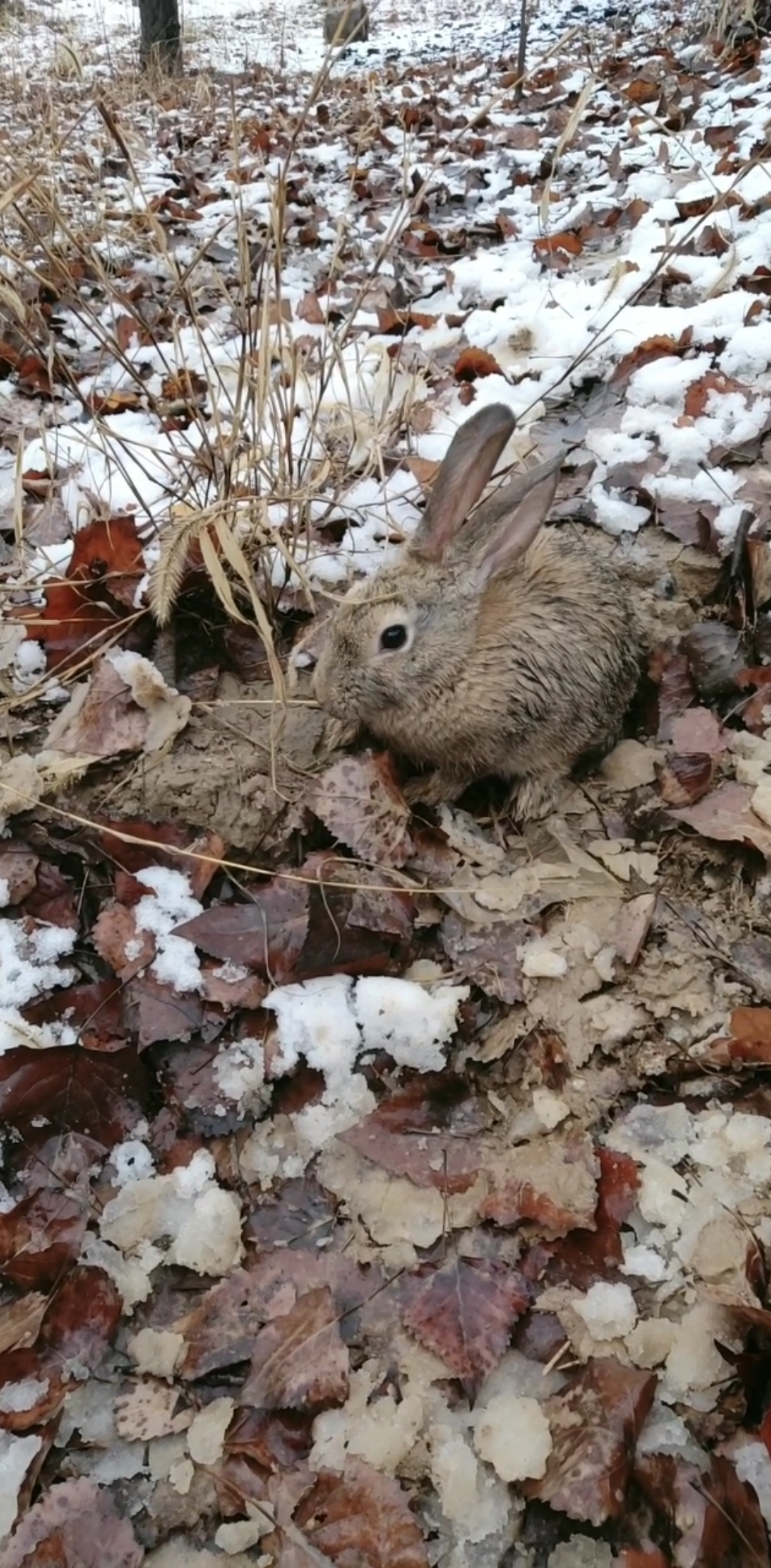 一只专吃窝边草的兔子