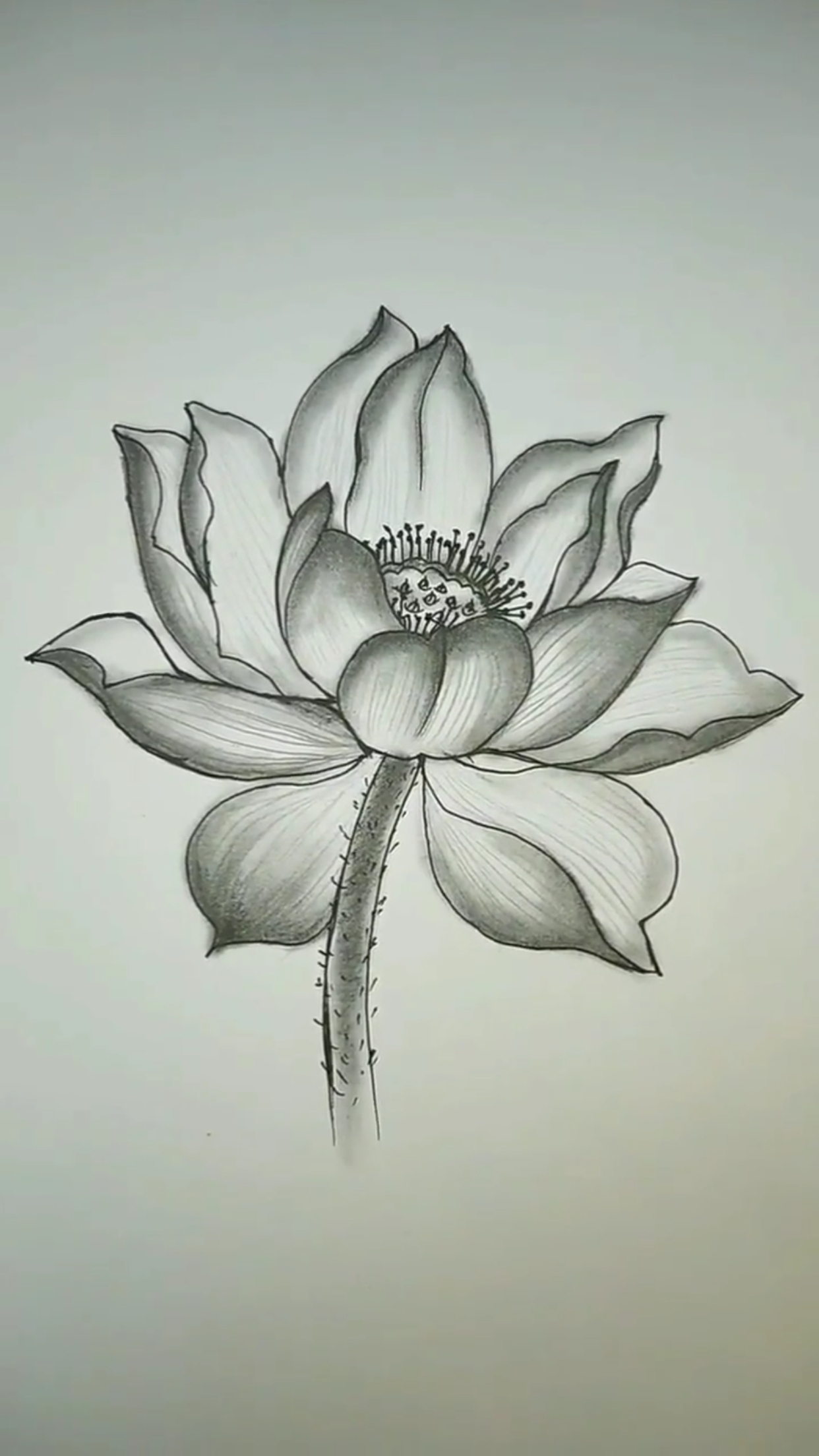 创意简笔画#莲花盛开的地方等你