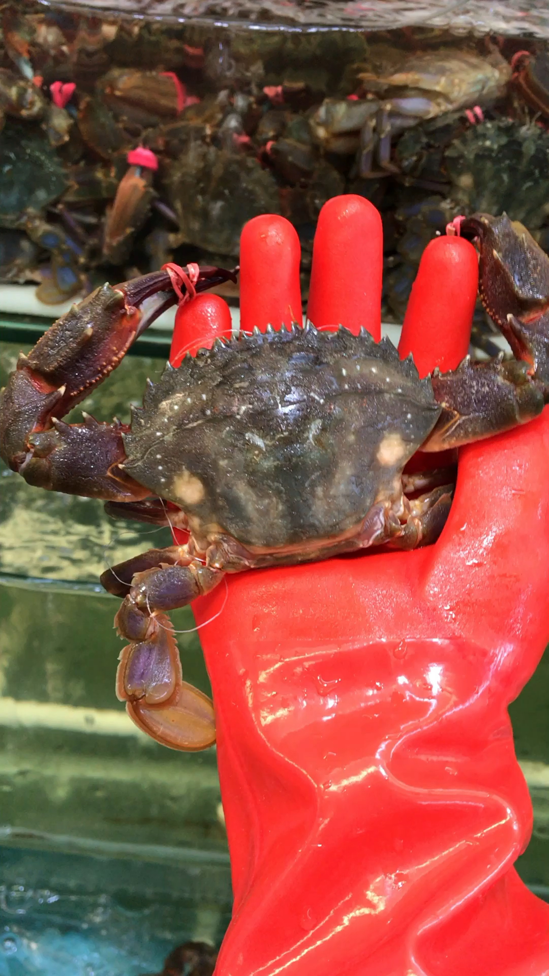 这个季节吃赤甲红正合适,肥肥的肉质饱满还不贵,鲜香可口