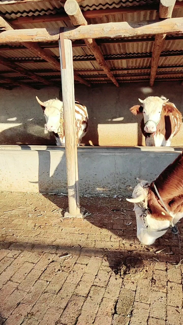 农户自养的白白胖胖牛娃子