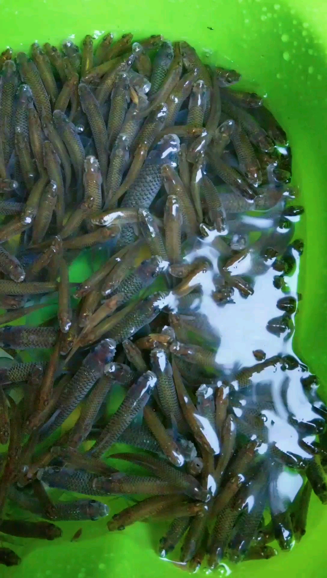 我要上热门#怀恋小时候在水沟里抓这个鱼,全部都是肉,有同感的麻烦点