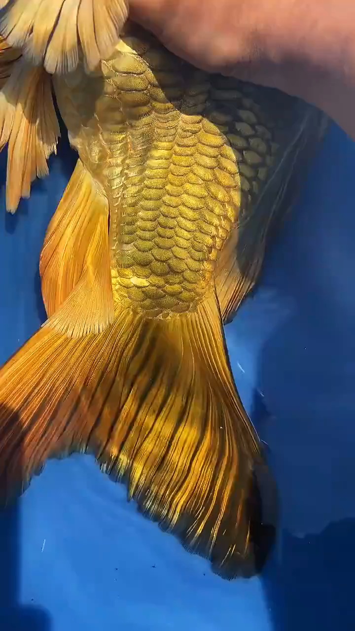 这就是传说中的火焰尾熊猫蝴蝶鲤吧?