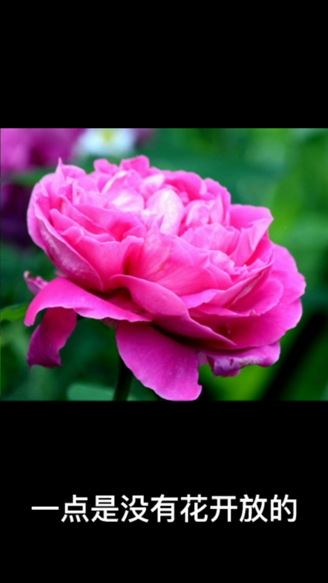 一点什么花开放!