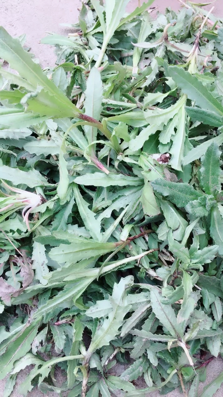 我的家乡年#刚挖的七七芽 养生菜 喜欢吃么!