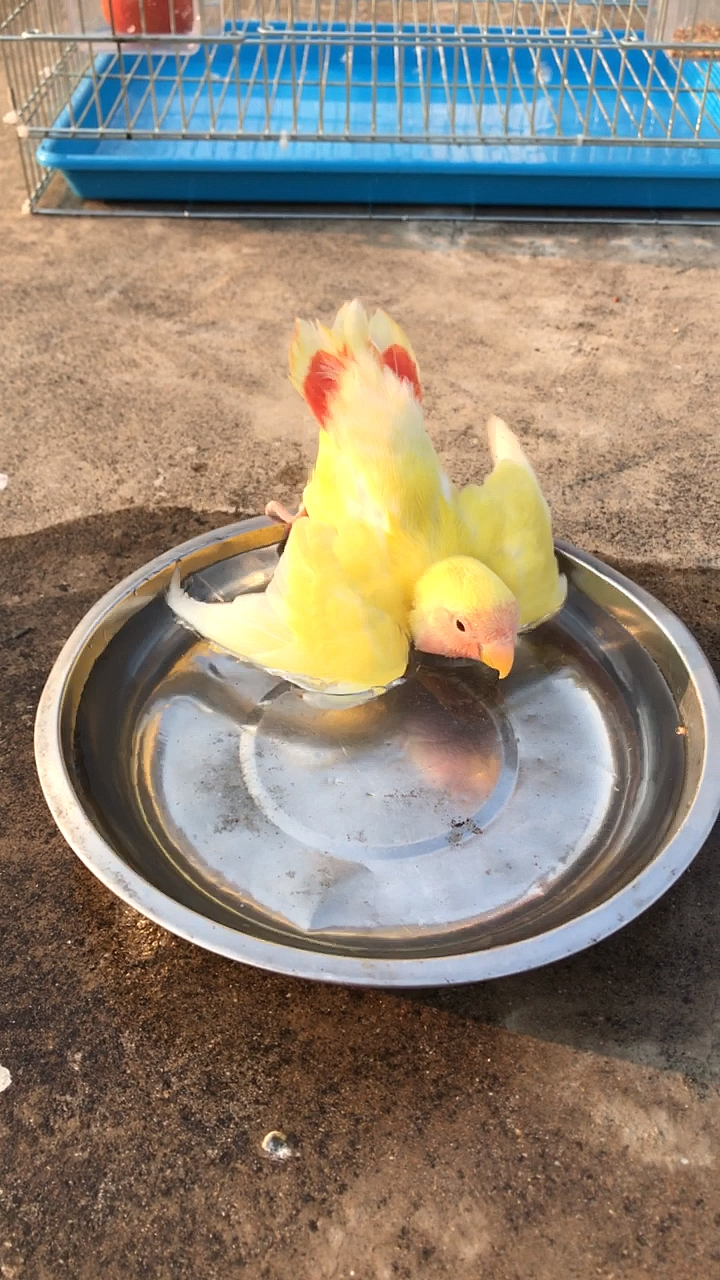 这小鹦鹉洗澡好可爱