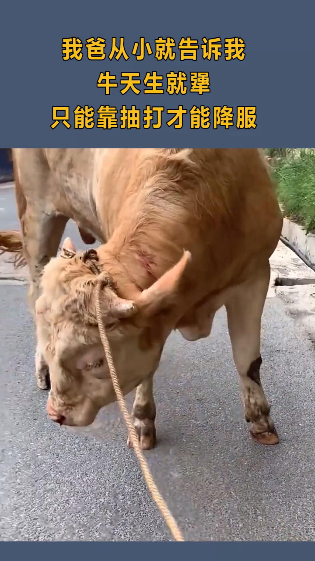 几乎所有农村人都知道,牛这种动物,不打它就不会听话!
