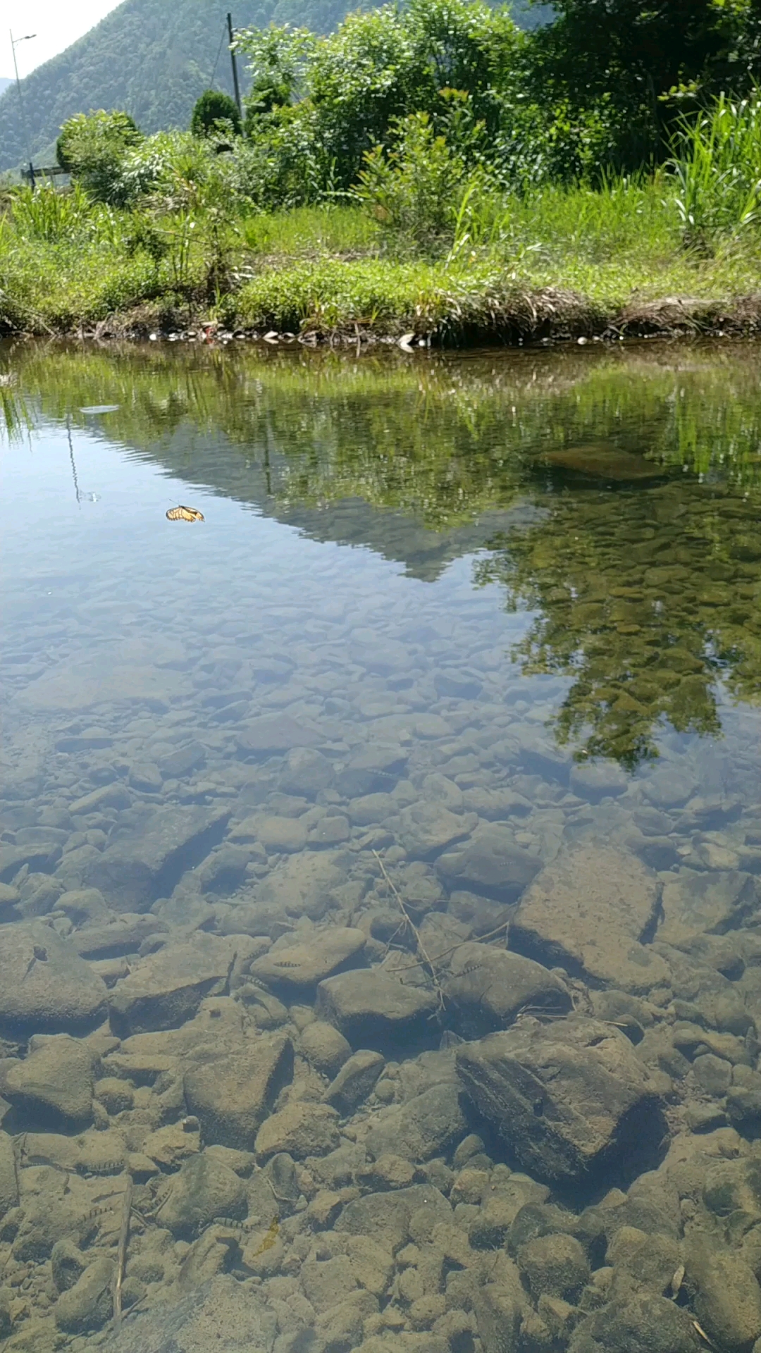 老家门口小溪里的鱼儿真多,赞