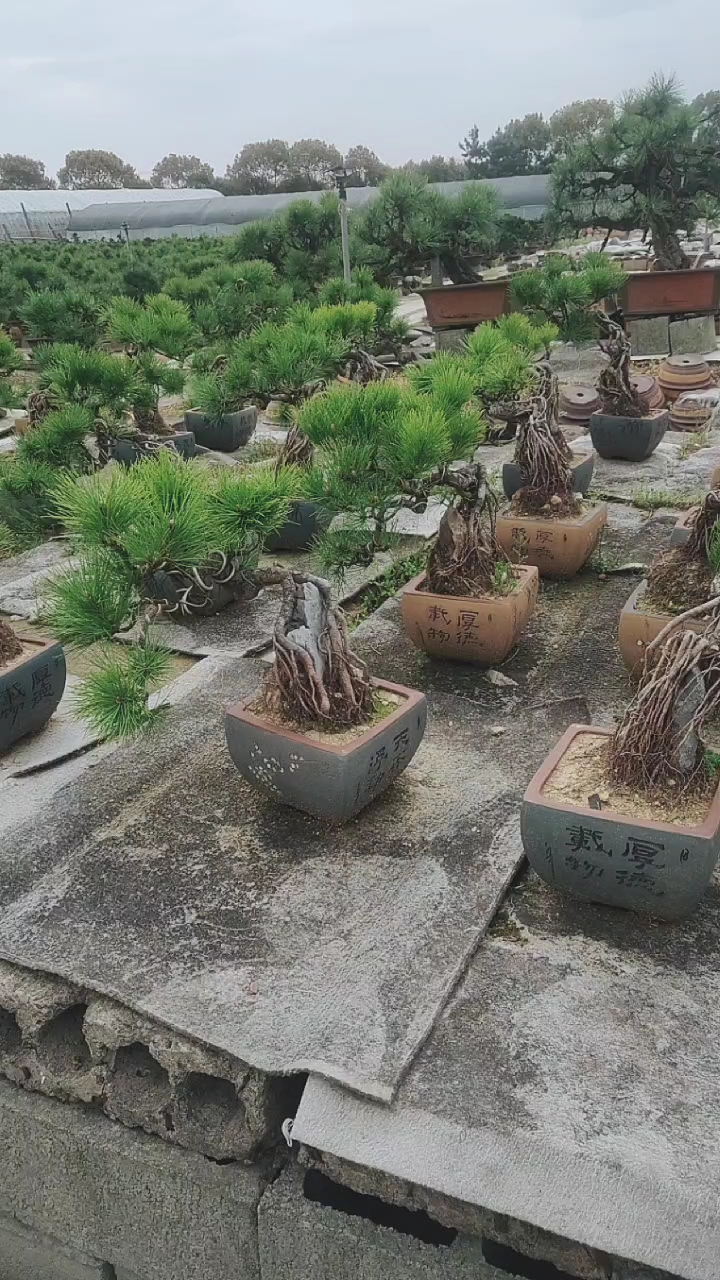 抱石提根黑松,喜欢的朋友关注一下