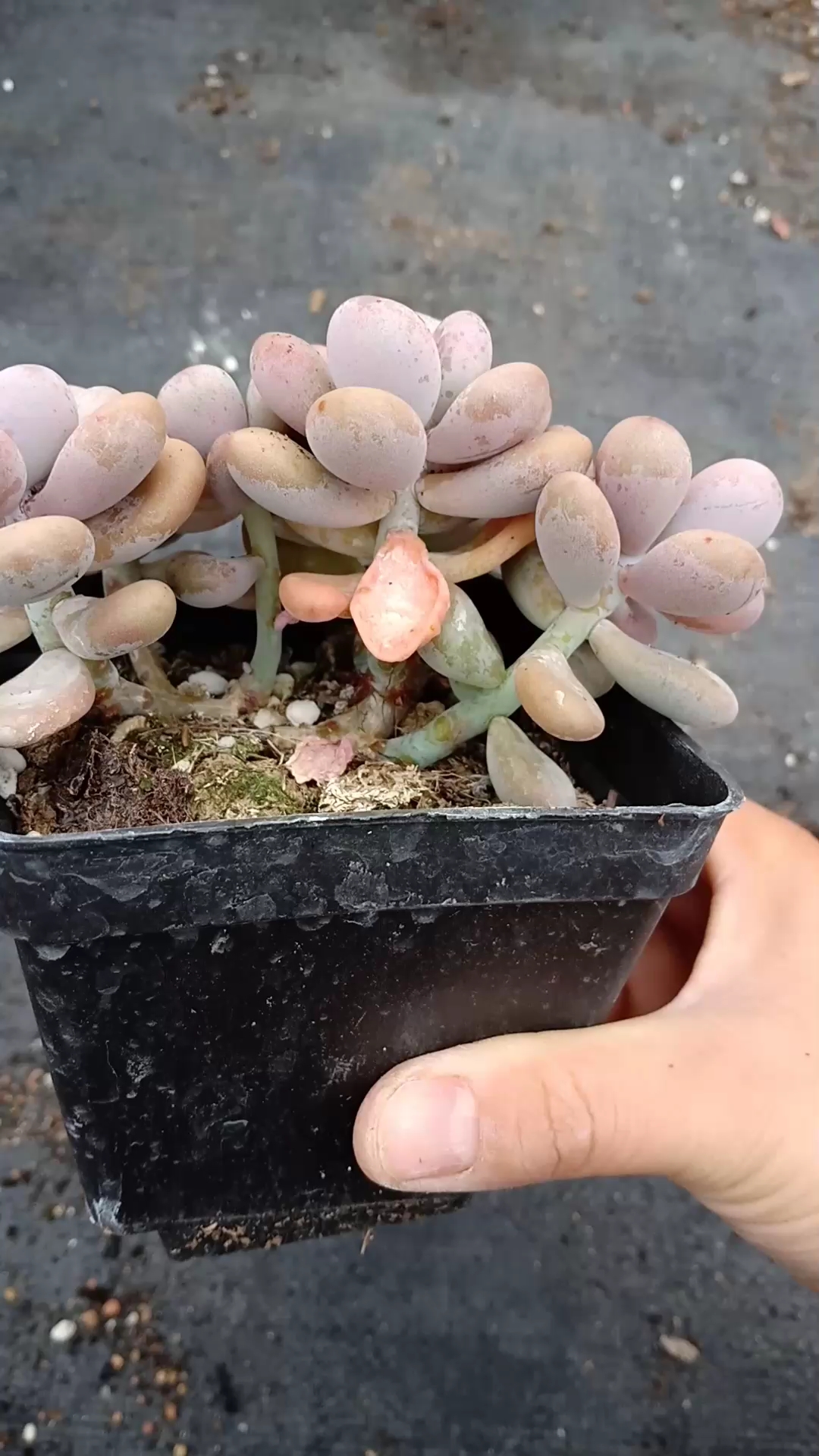 10方盆桃蛋老桩,状态越来越好了!