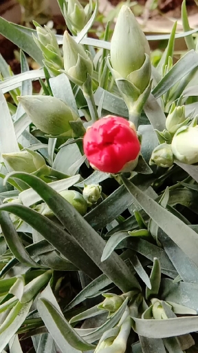 女神好物种草节#我家阳台上的康乃馨小花苞娇柔含羞,楚楚动人!