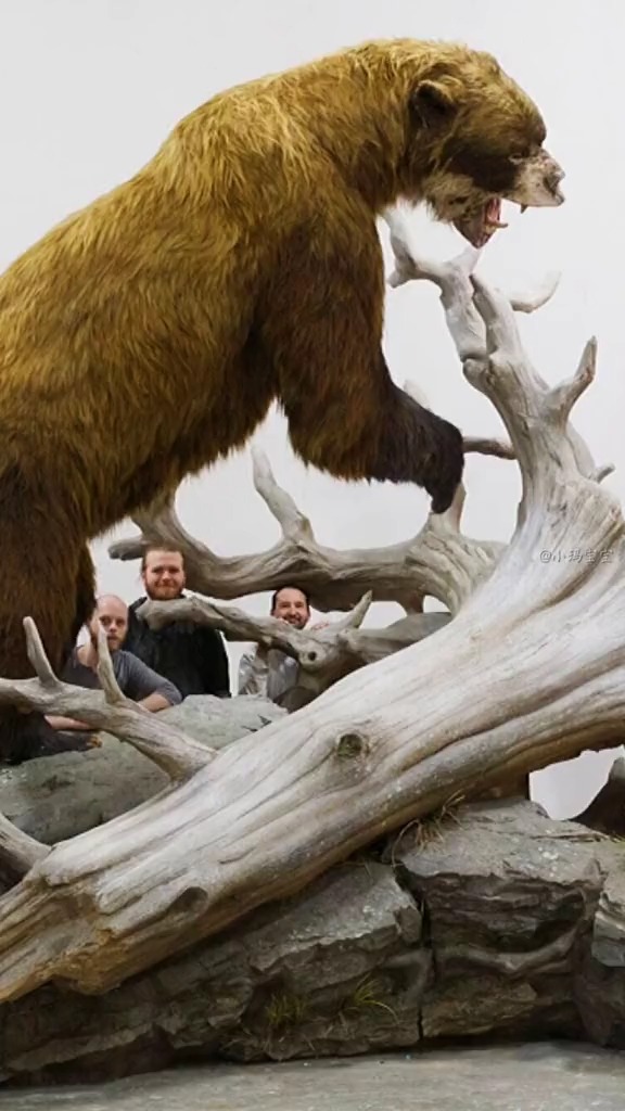 动物世界#你不知道的巨熊 体型篇_#熊 #棕熊