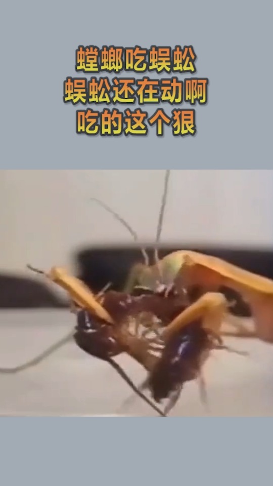 我要上热门#螳螂吃蜈蚣,蜈蚣还在动啊,吃的这个狠