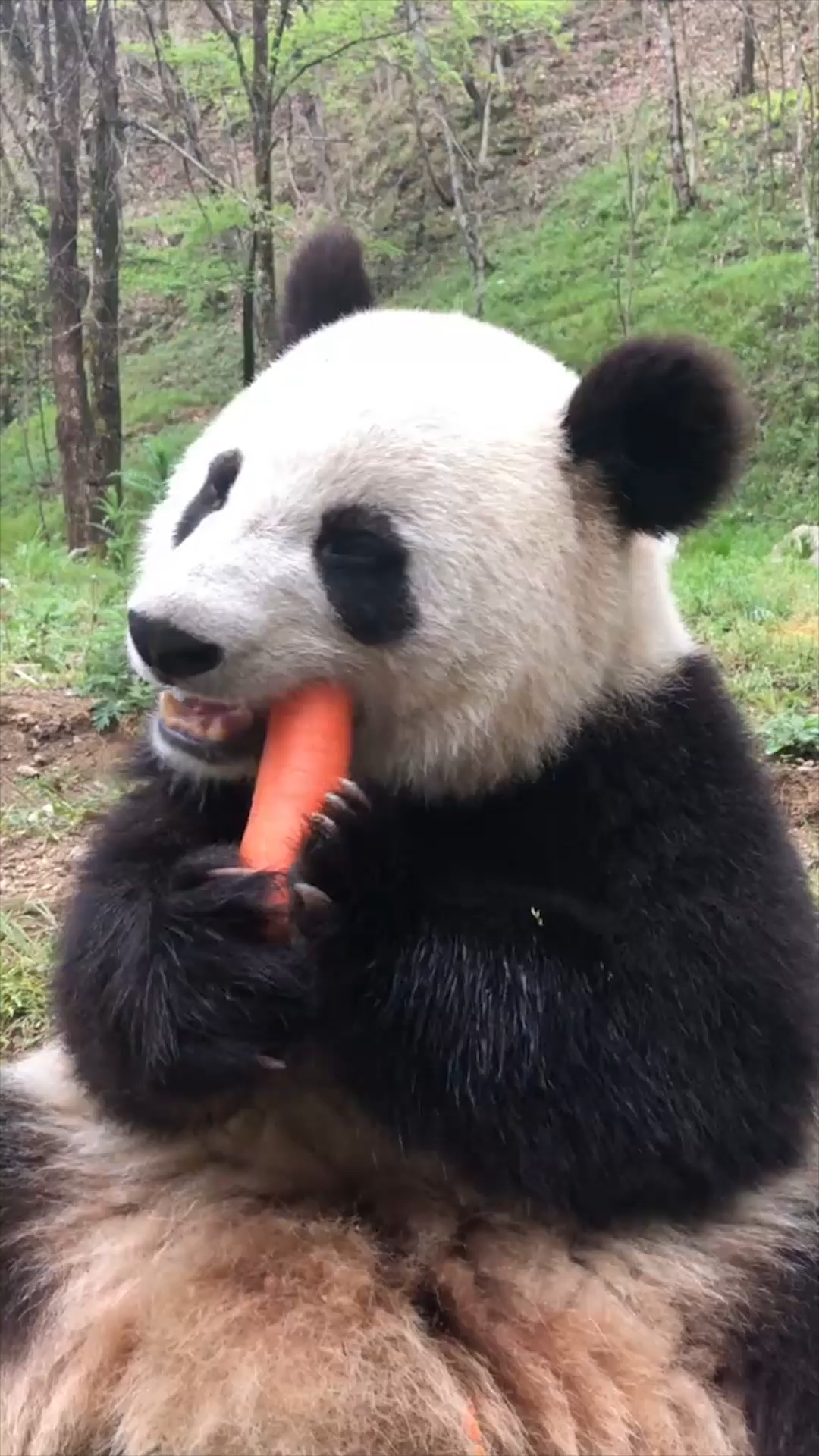 火红的萨日啦,可爱大熊猫吃胡萝卜