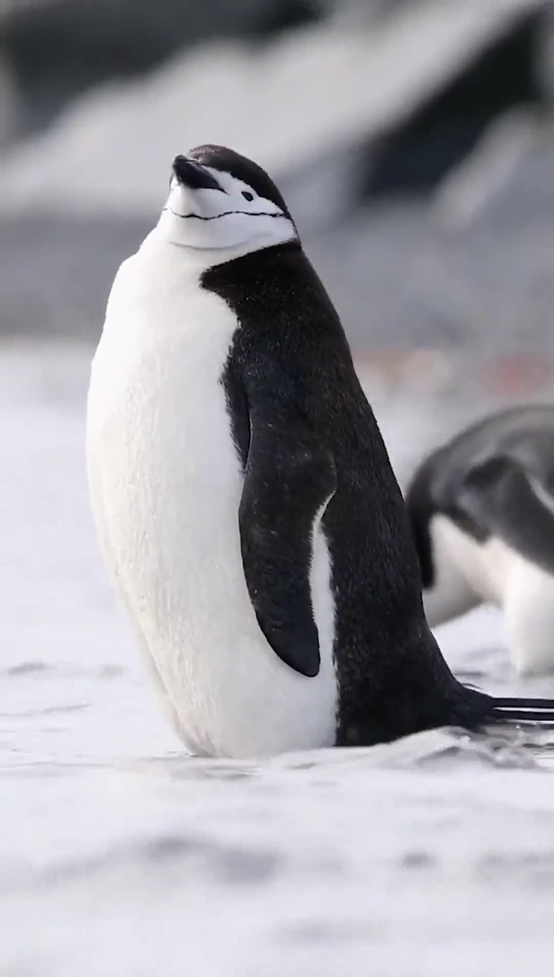 南极大陆帽带企鹅栖息地,悠闲时光