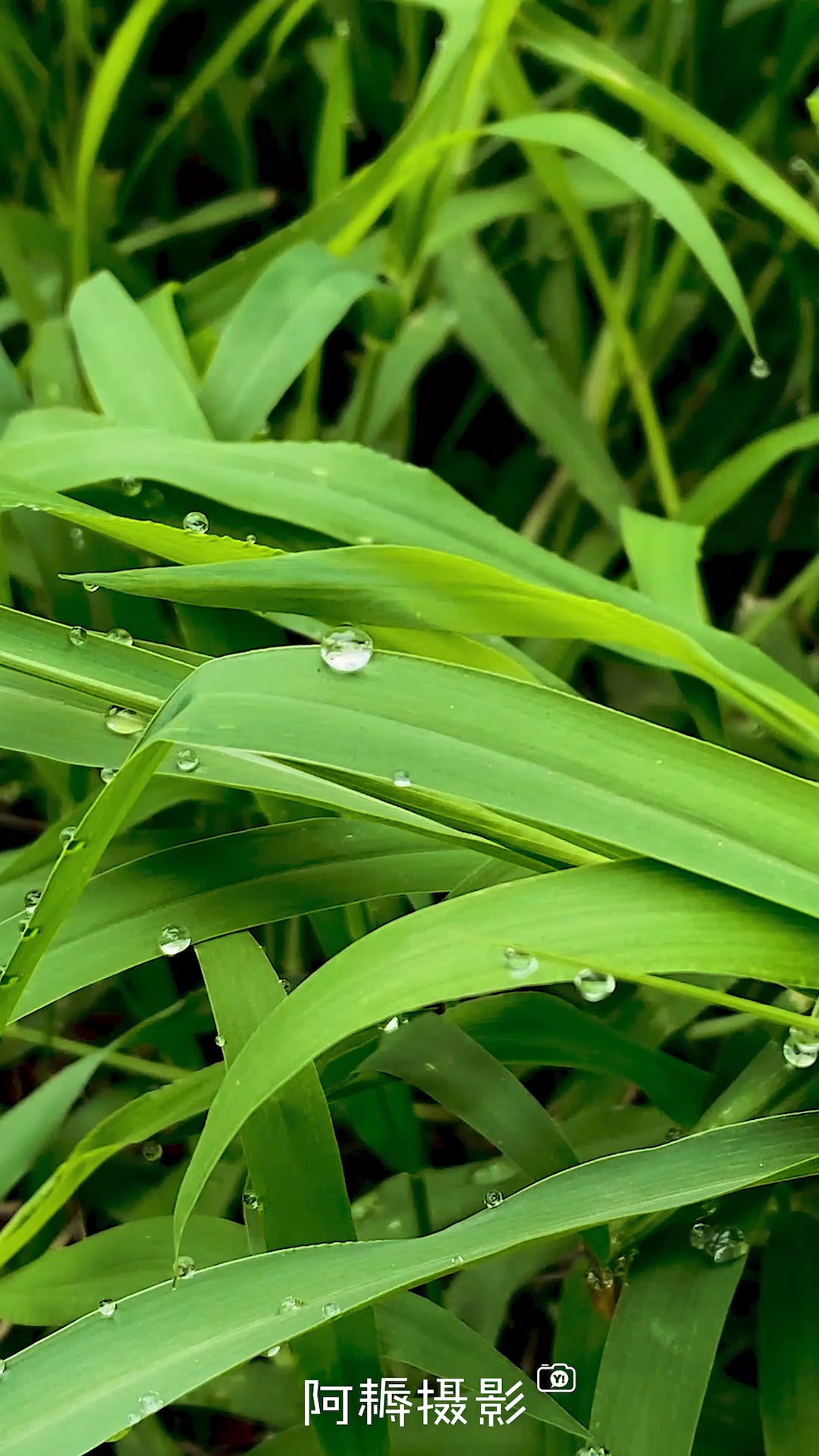珍惜水资源#清晨的露水仿佛在告诉我们 水很珍贵 要珍惜