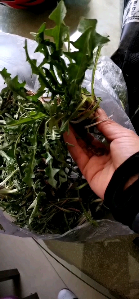 新挖的婆婆丁