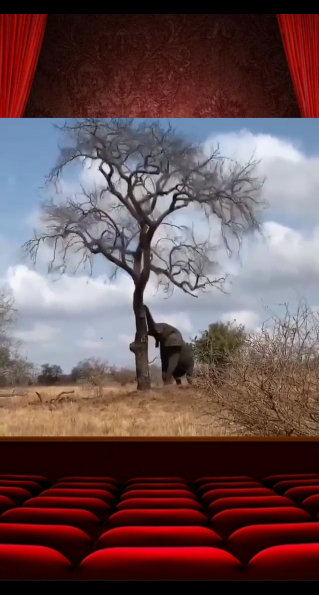 大象真有劲,扳倒一棵树