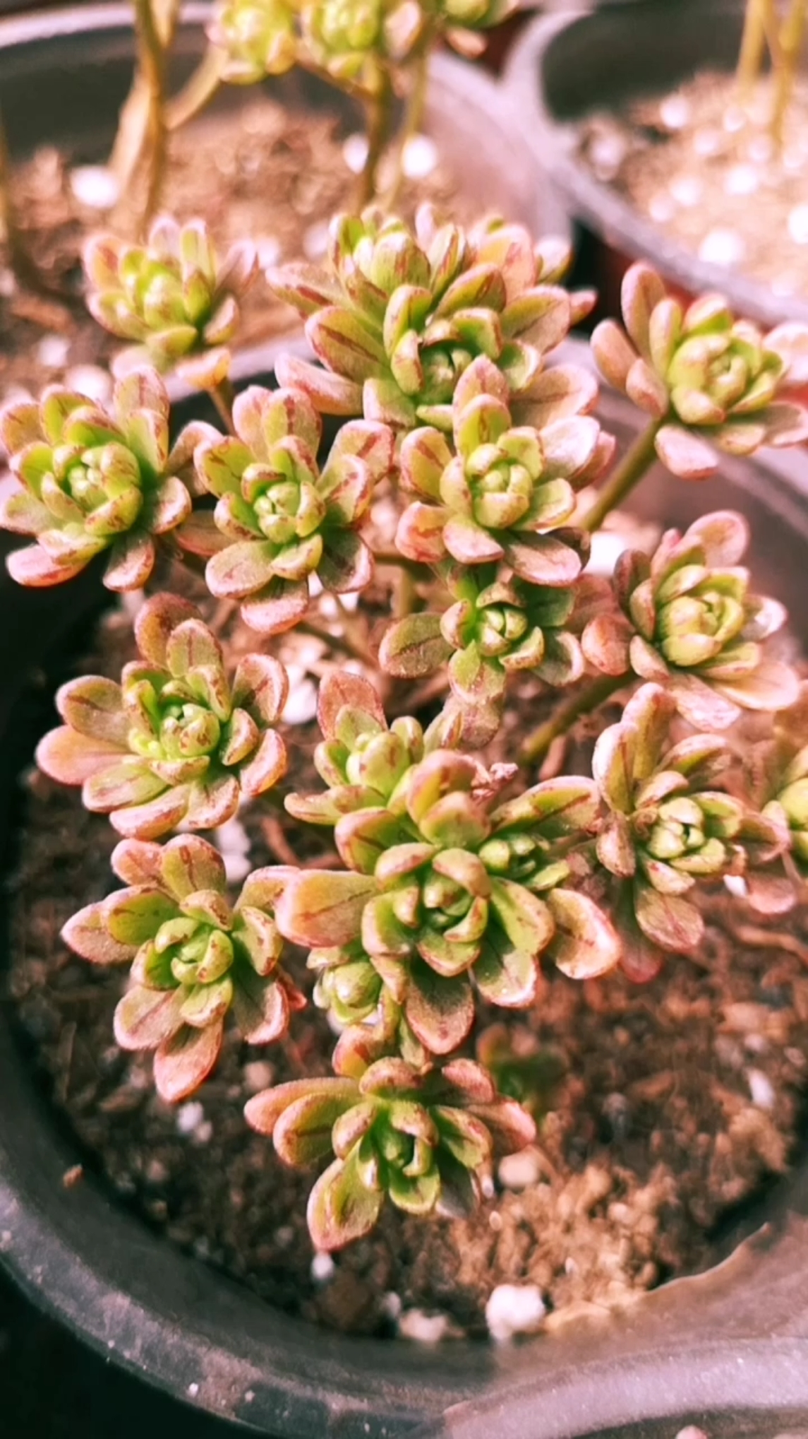 我的小花园#云南多肉植物小人祭