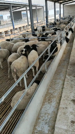 养羊#适合内蒙古辽宁养殖的肉羊品种——杜泊绵羊