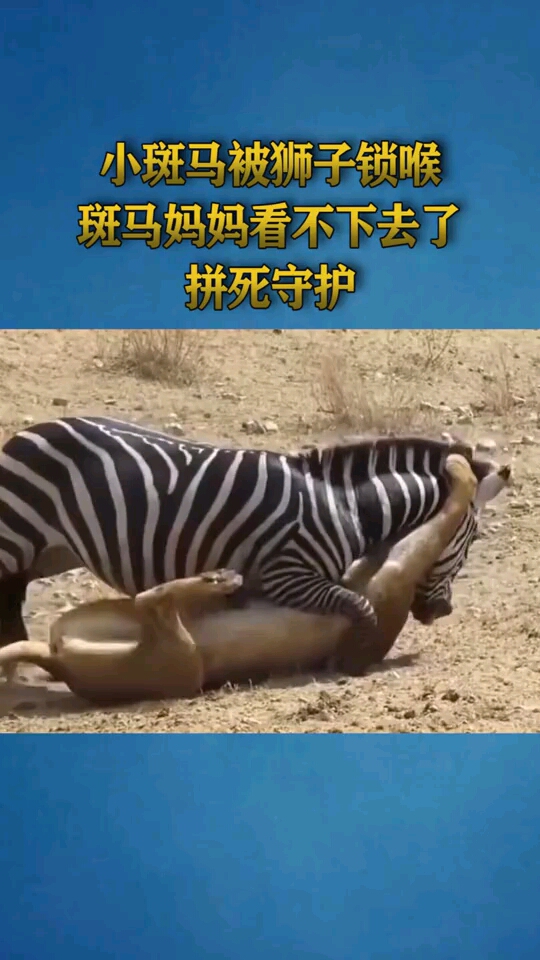 小斑马被狮子锁喉斑马妈妈看不下去了拼死守护