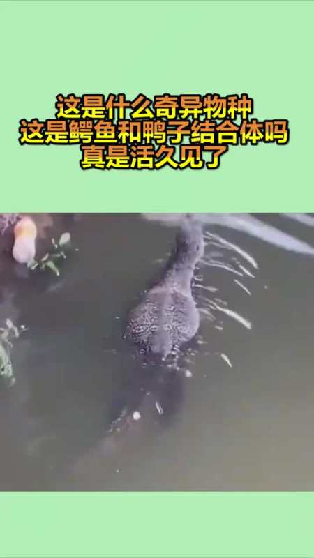 0次播放.2021-09-16 夕阳黄昏残缺的纠缠