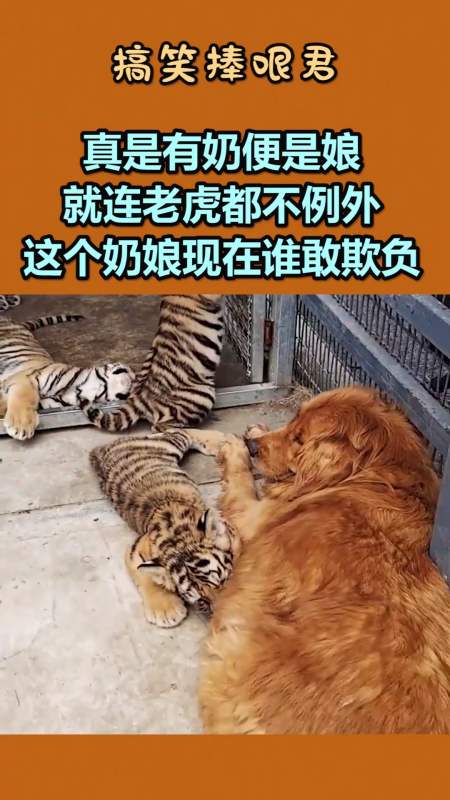 我要上热门#真是有奶便是娘,就连老虎都不例外,这个奶娘现在谁敢欺负