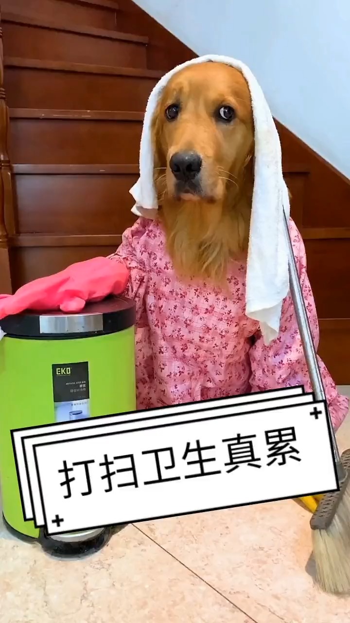 我家萌宠成精了#做家务的狗狗
