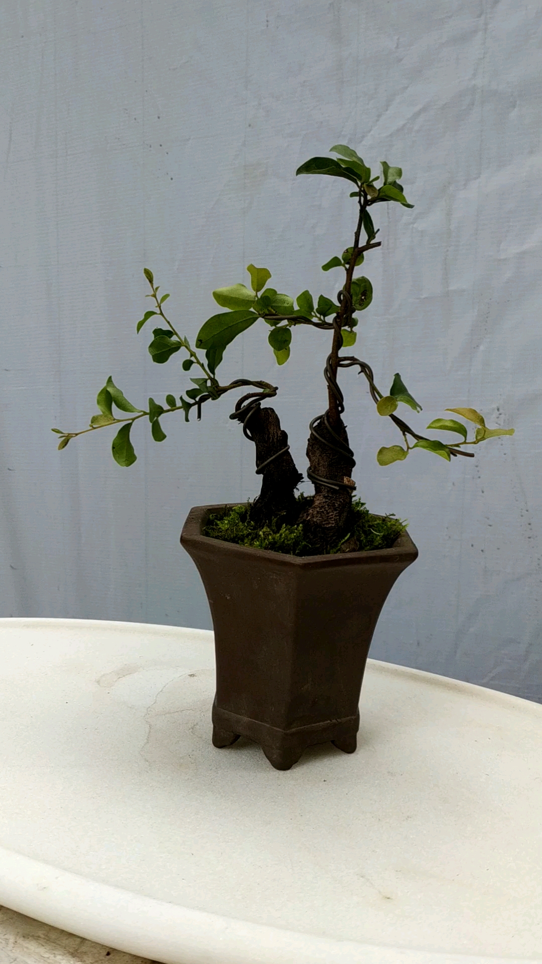 金弹子小品欣赏