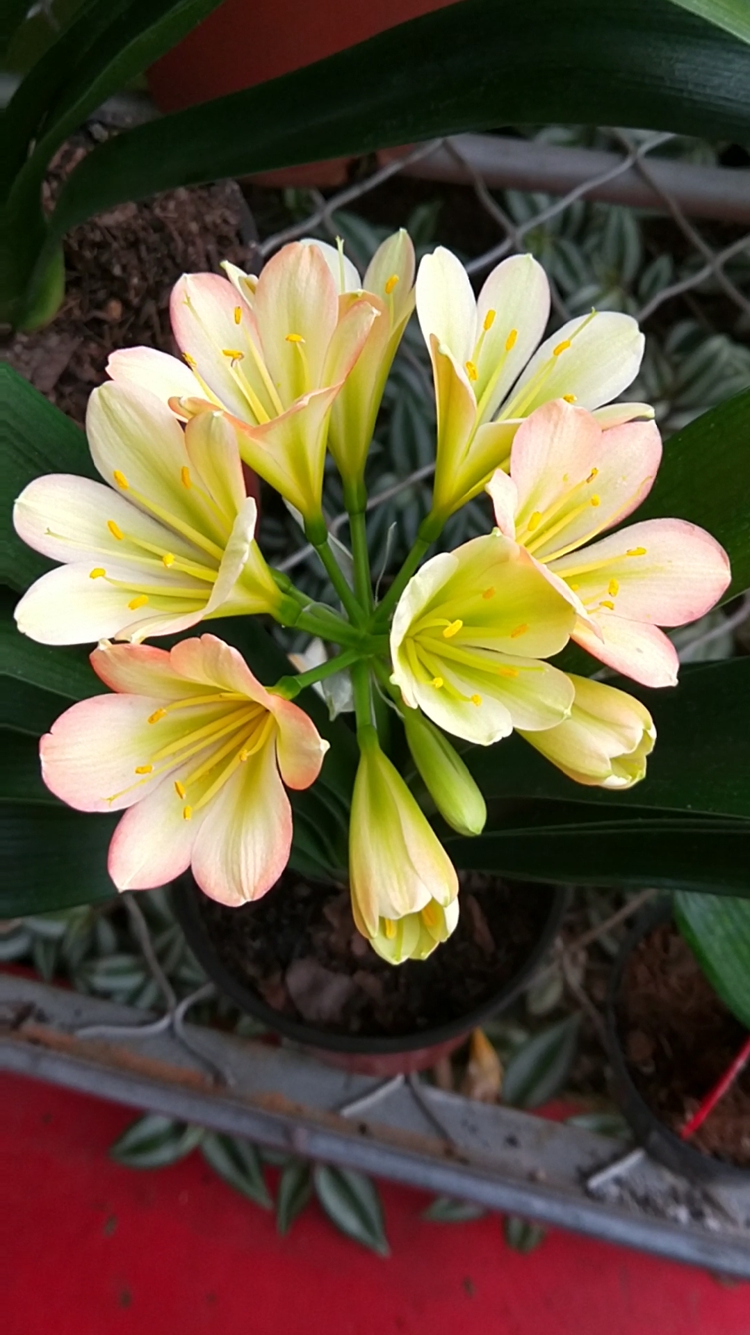 最美君子兰#梦幻君子兰系列之金碧辉煌-度小视