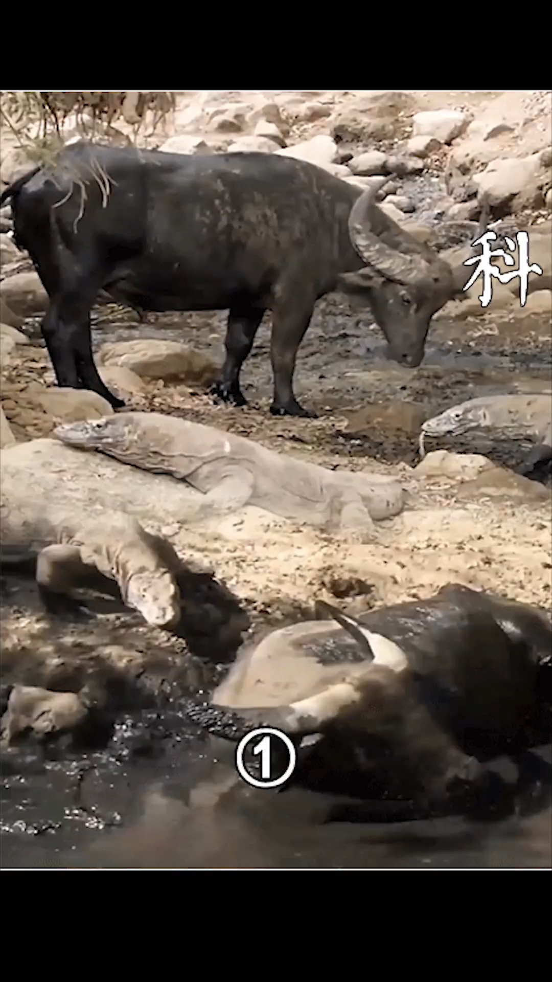 动物世界科莫多巨蜥捕食水牛咬一口水牛等待水牛生命消逝