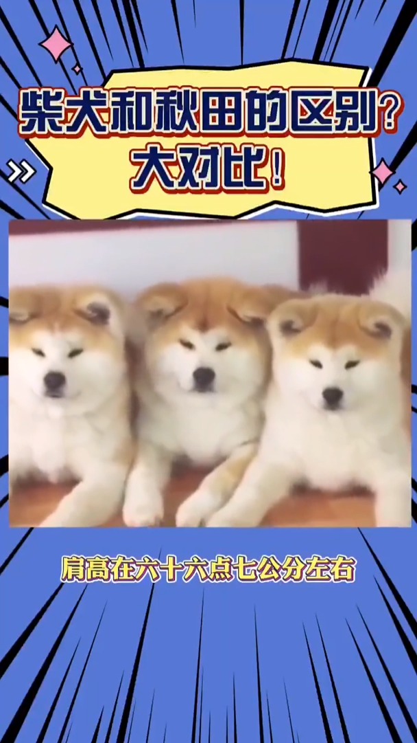 我要上热门#柴犬和秋田的区别?大对比!-度小视