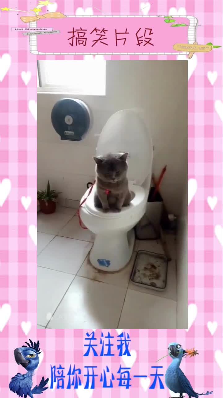 猫咪学会蹲马桶了,从此解放双手不再做猫奴,不做铲屎官!
