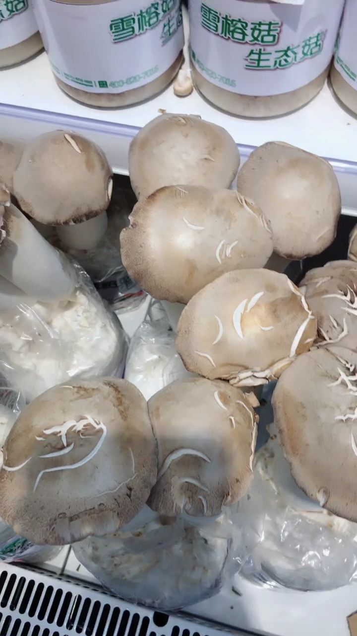 知道这是什么茹吗?超级大的雪榕菇