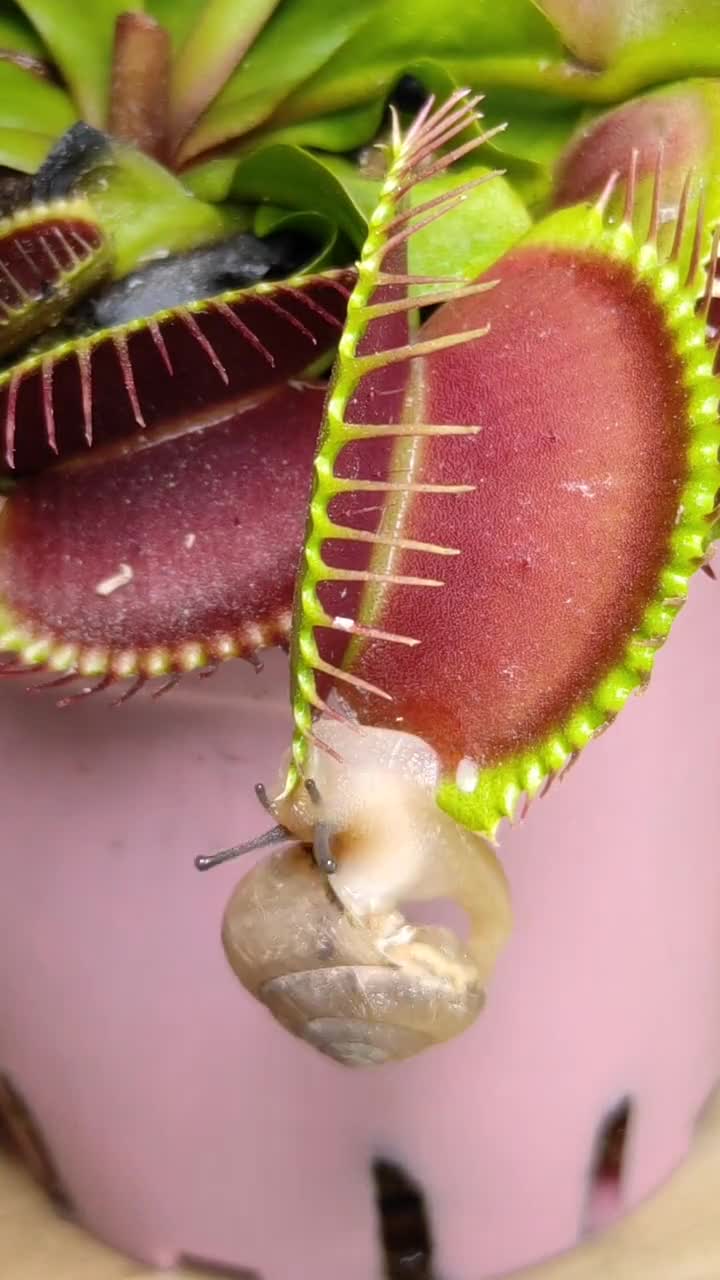 当食人花遇到蜗牛!蜗牛:幸好老子有房