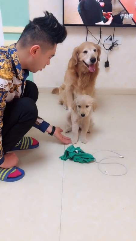 小迪迪开始拆家了整天犯错不让说 一说迪迪就护着