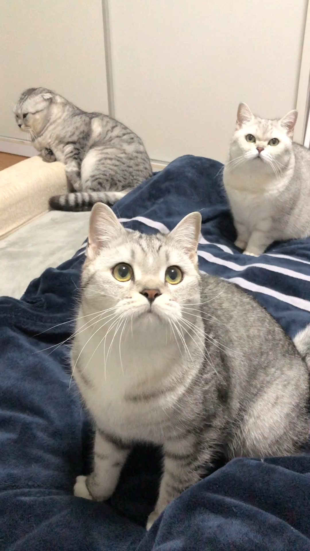 猫咪团今天正式出道!