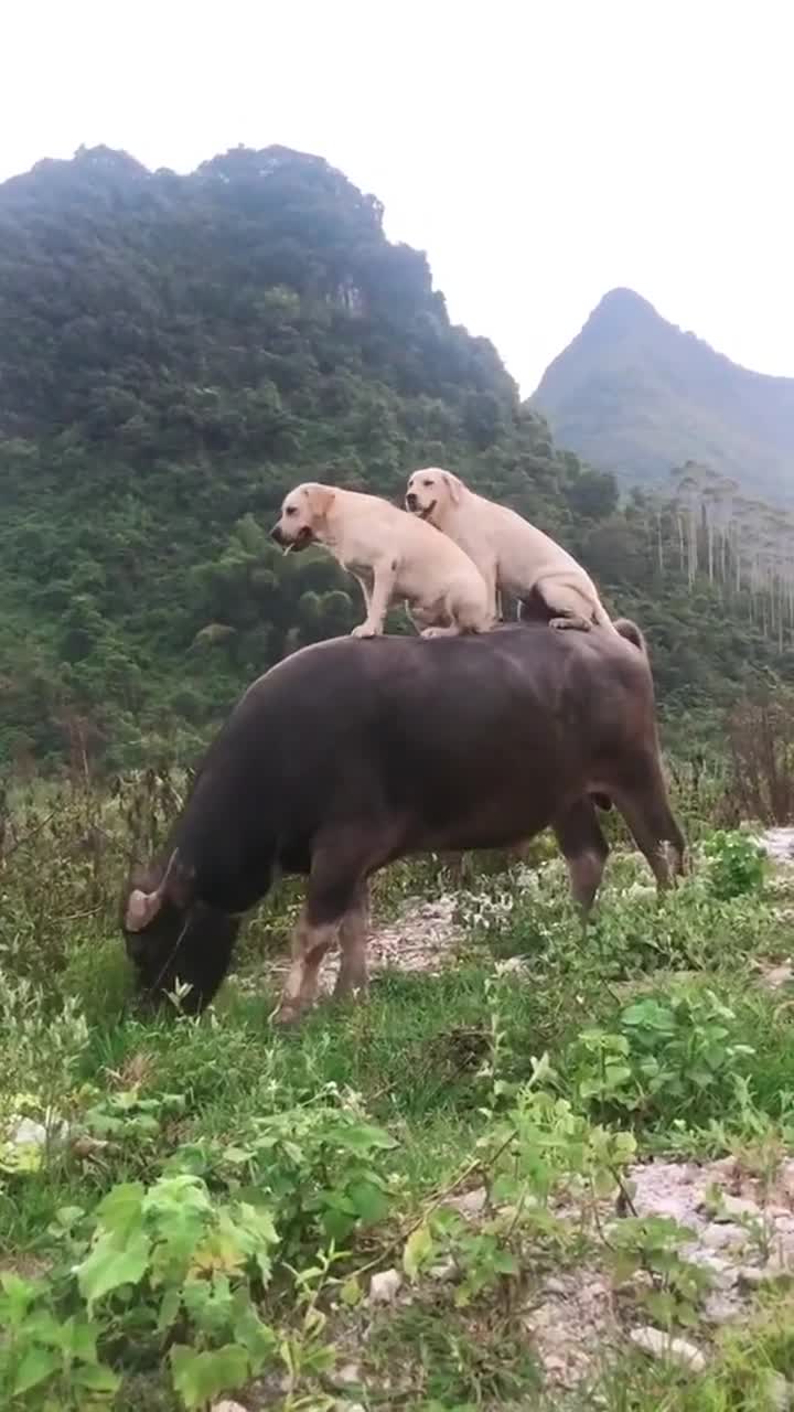 两只拉布拉多骑在牛背上看风景