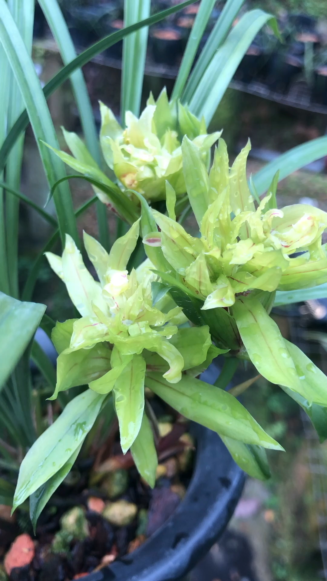 新年新气象#兰花大唐盛世完美盛开,浓香型奇花