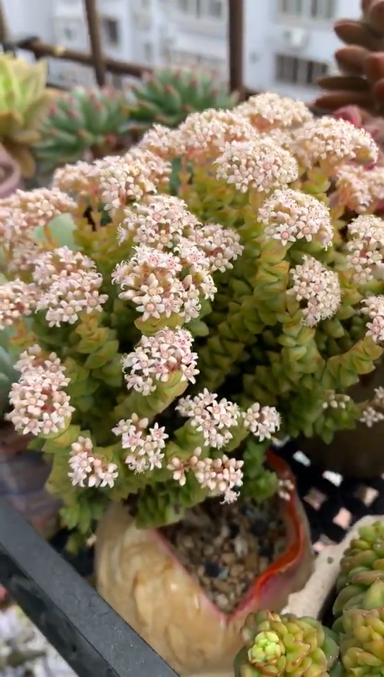 钱串子也会开花