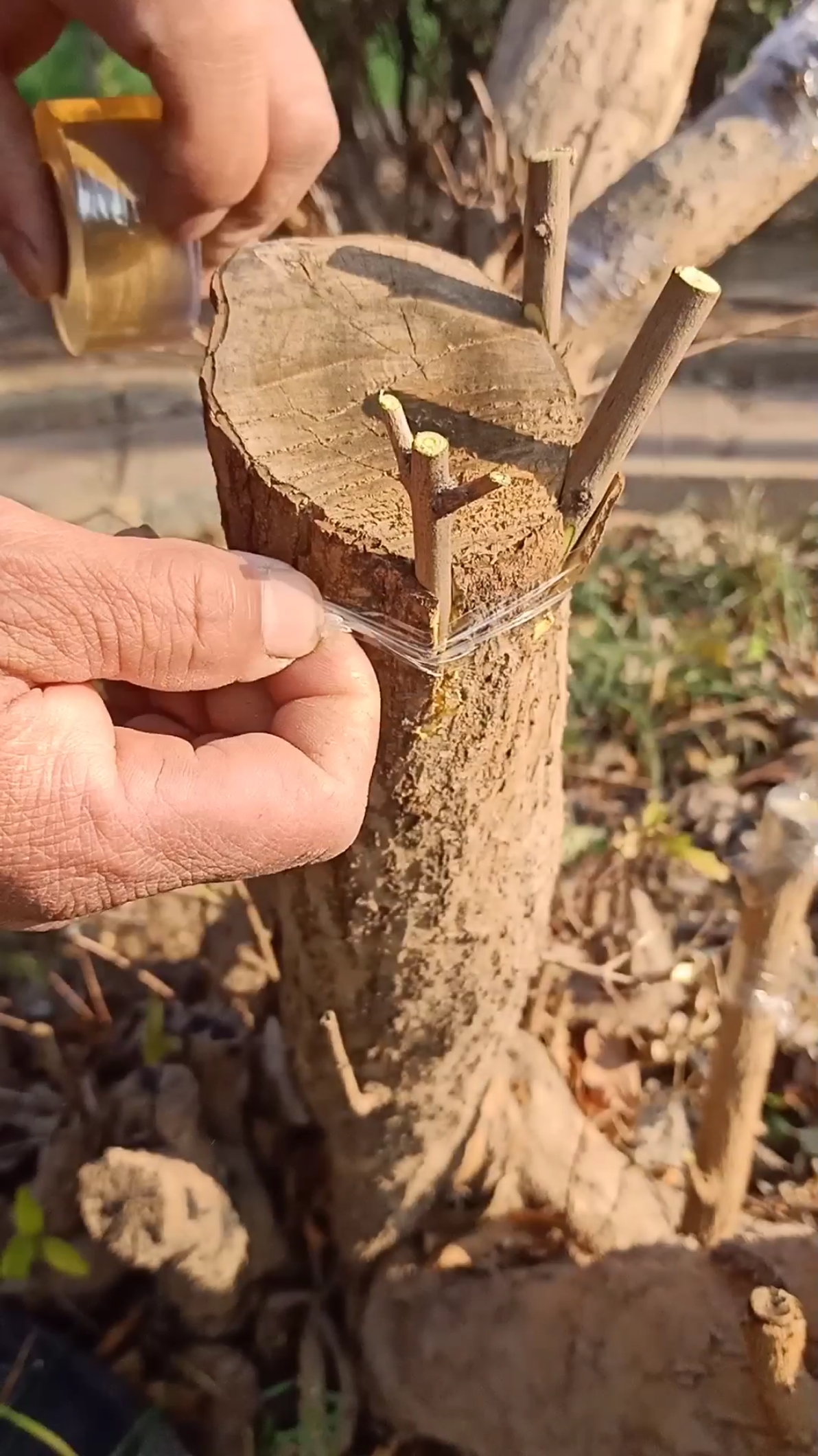 嫁接高手#枝芽接石榴技术,成活率最高