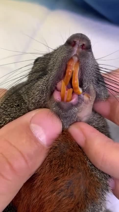 松鼠牙齿错合,需要定期磨剪牙齿!
