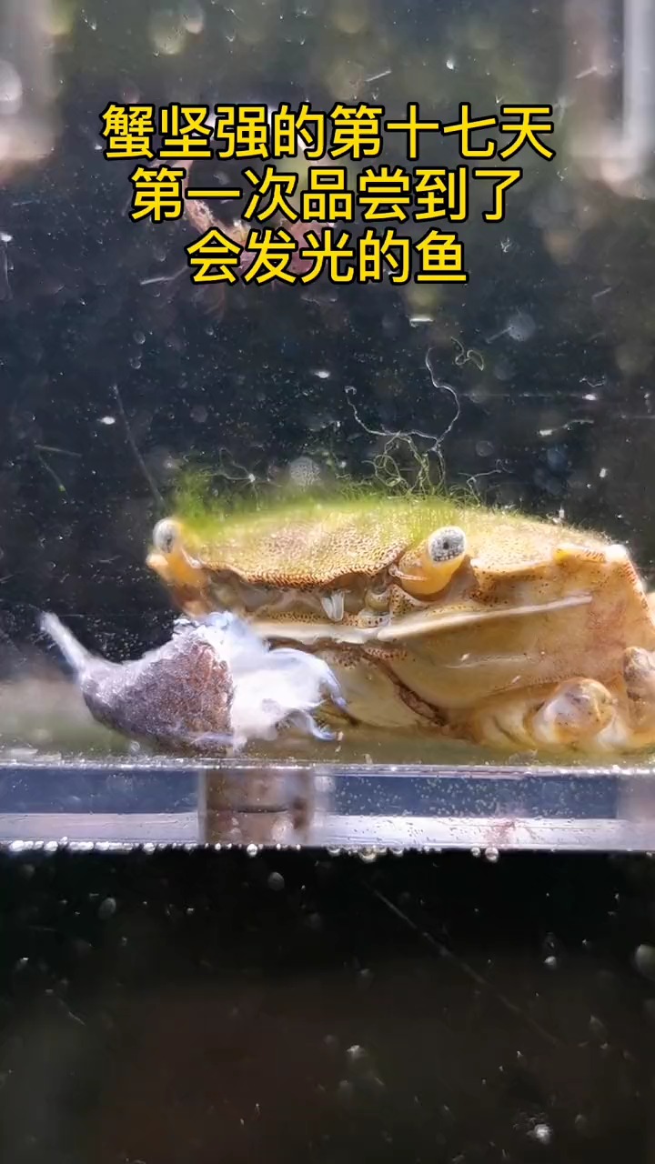蟹坚强的第十七天,吃到了会发光的鱼