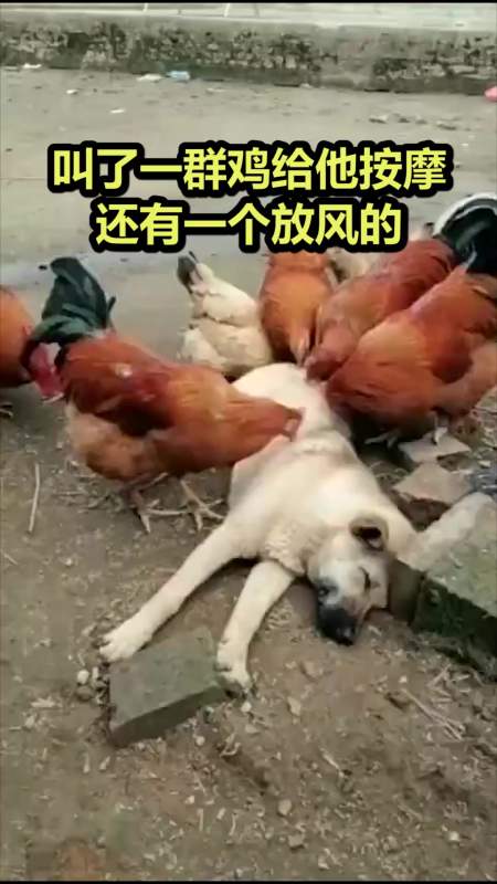 搞笑#叫了一群鸡给他按摩,还有一个放风的