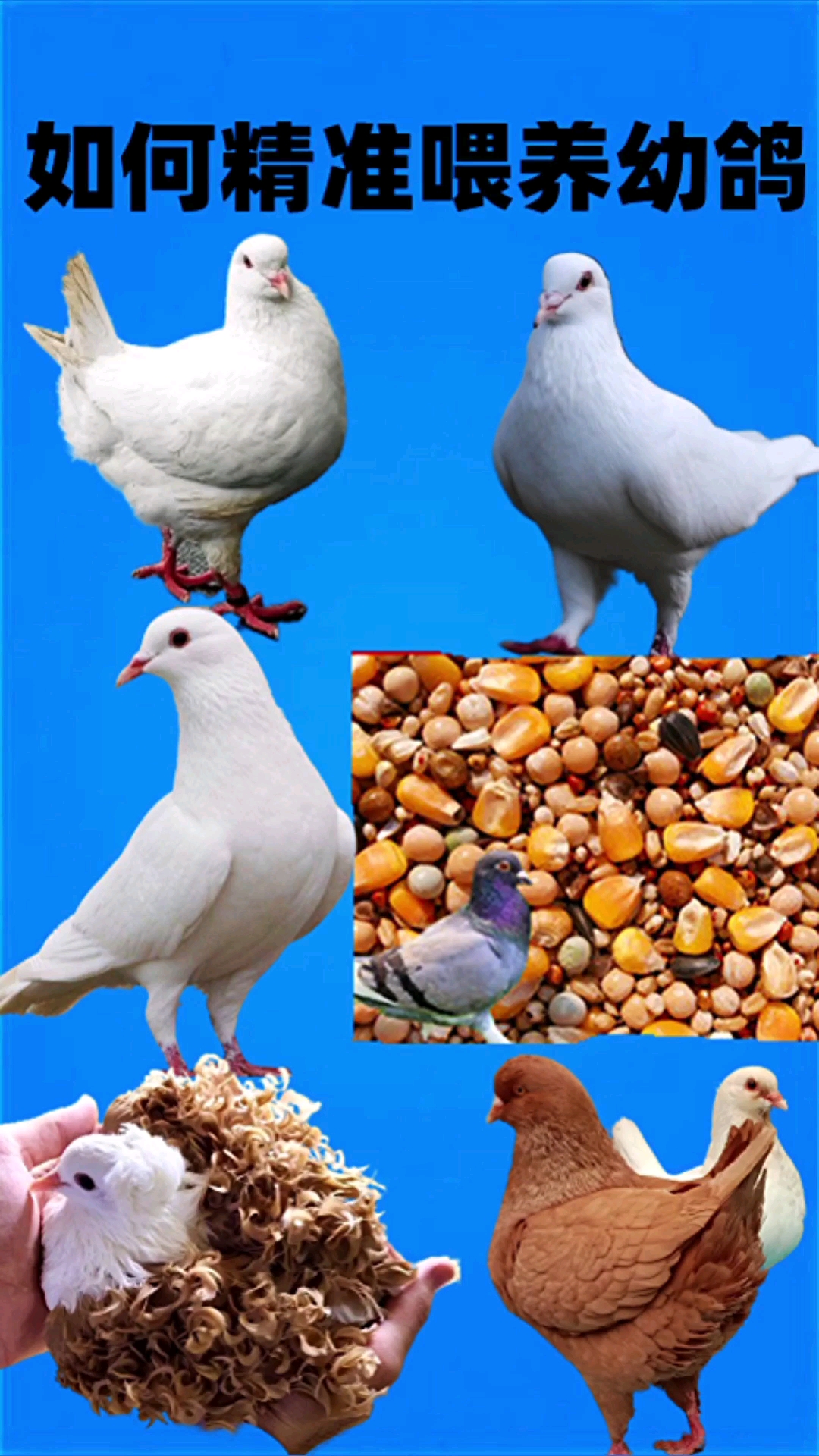 大体元宝鸽如何精准喂养幼鸽