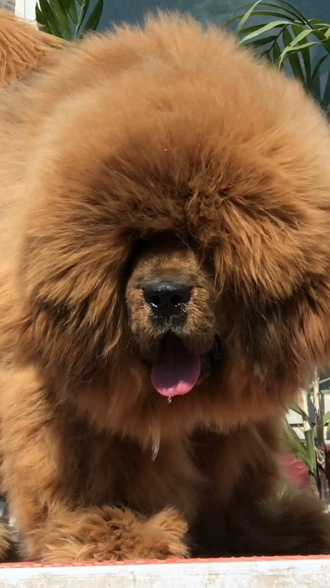 金毛狮王 谁与争锋