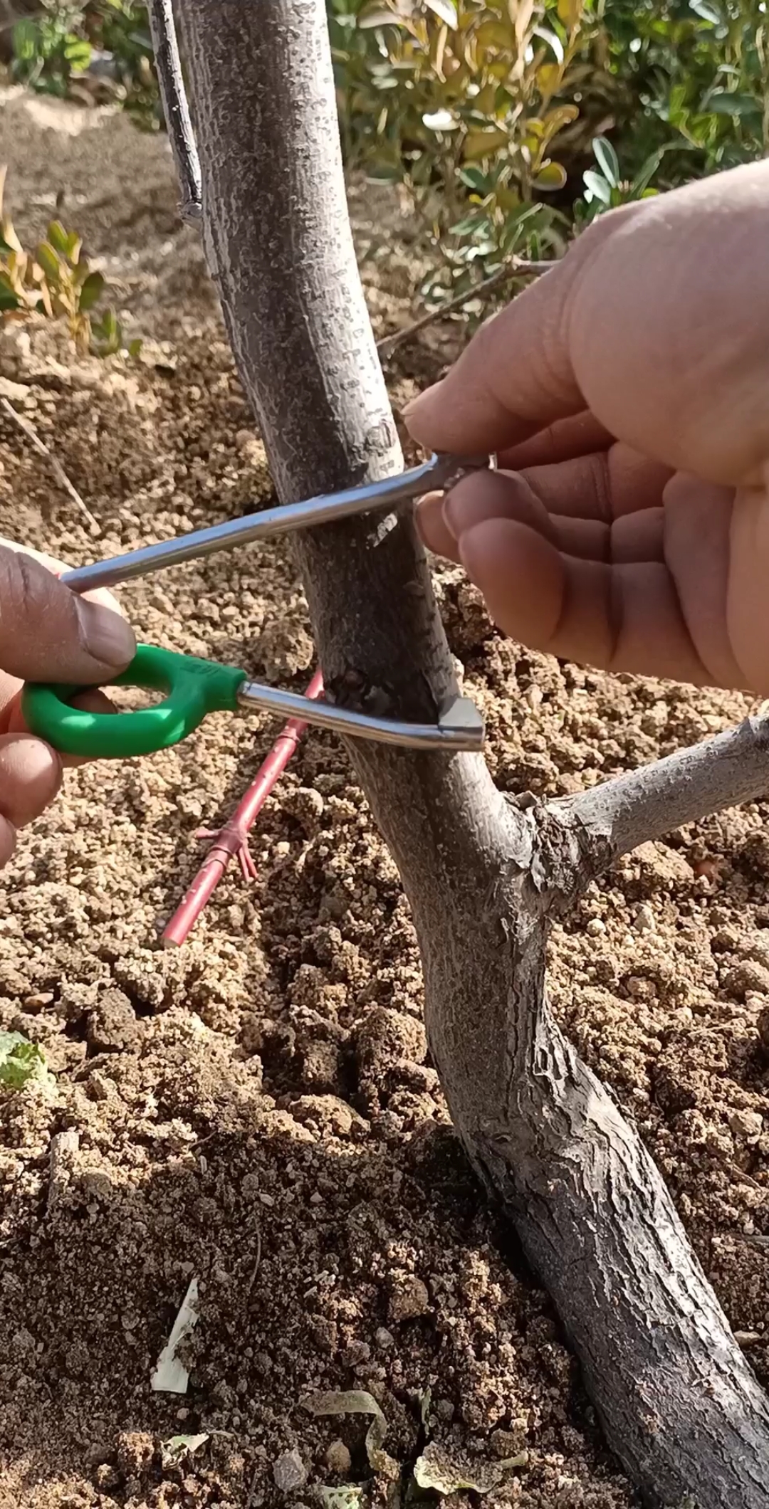 最潮劳动者#枣树科学环割,防止青条徒长,促使花芽提高分化,提高产量