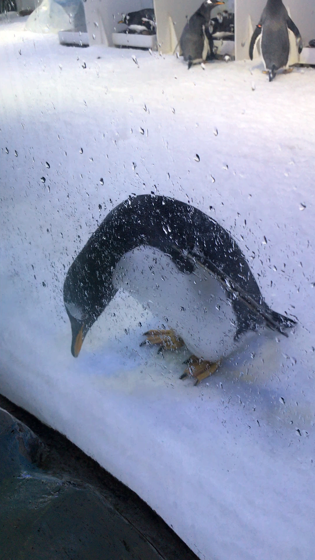 夏夜#企鹅好凉快