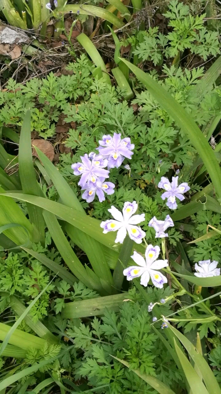 我们叫鸭儿花,不知道你们叫什么花?