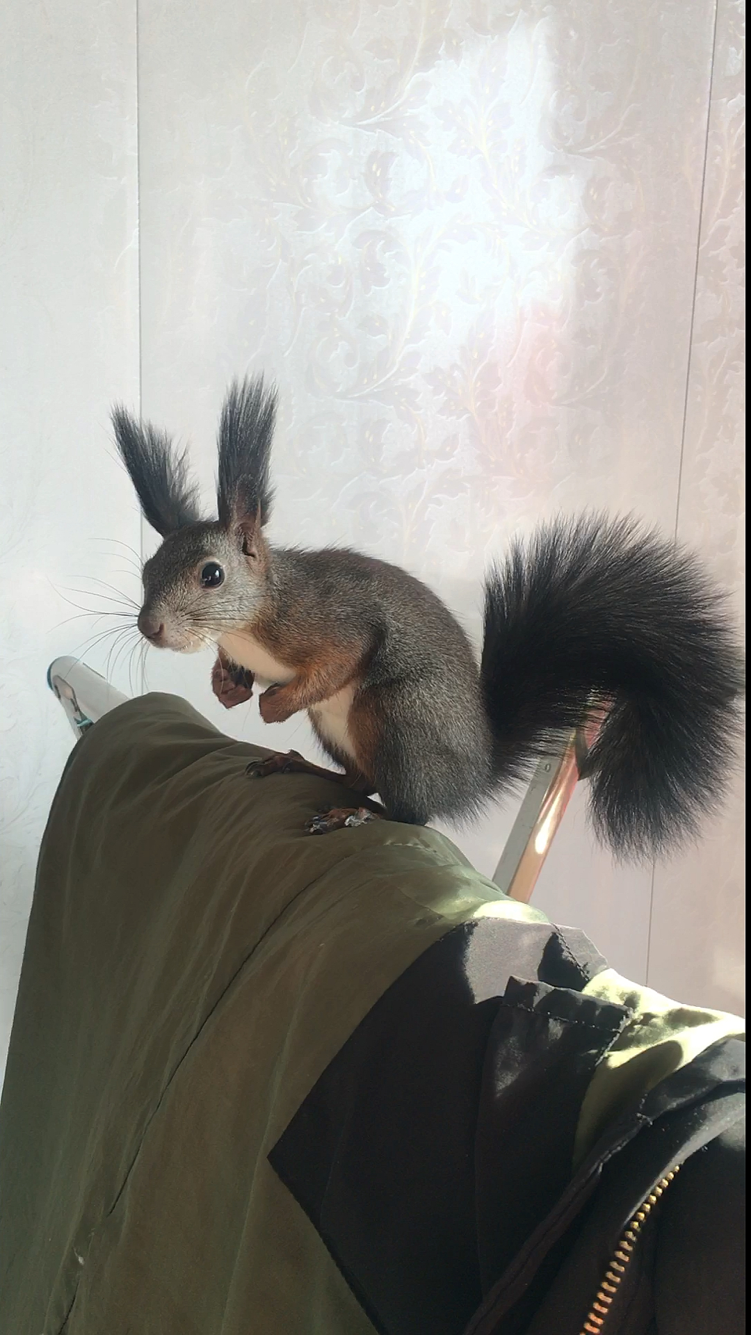 松鼠#会跳舞的大尾巴!