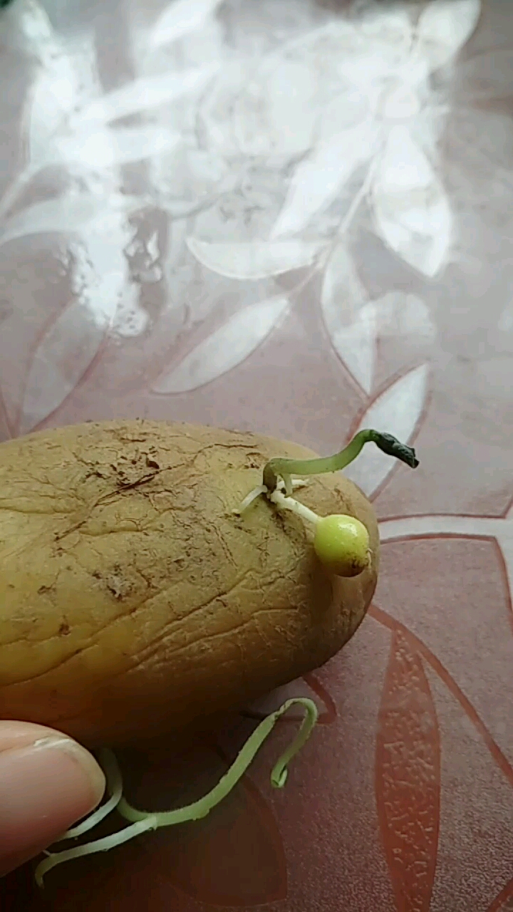 无土栽培生出小小的土豆